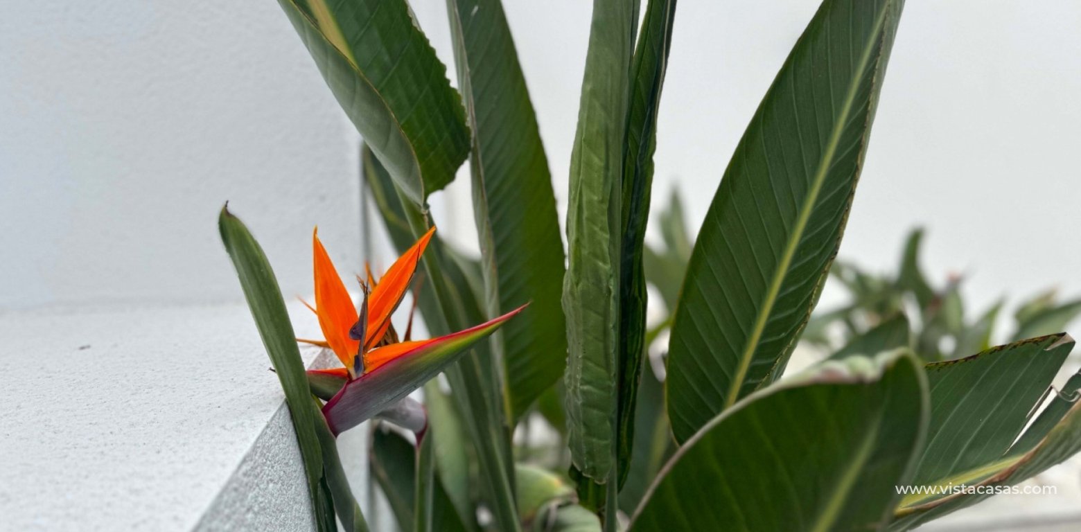 Sale - Villa - Los Balcones